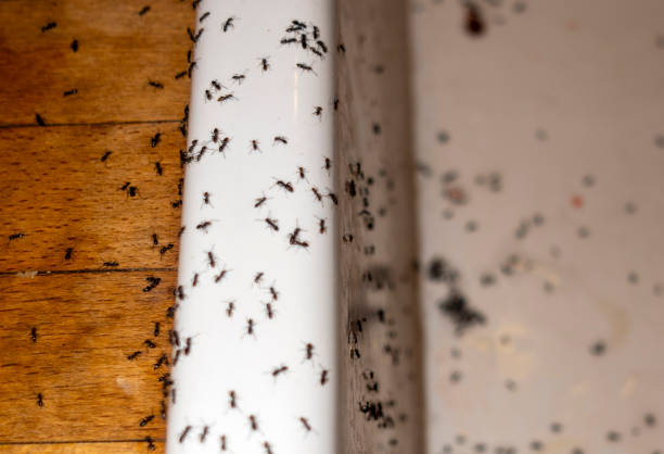 Best Termite Control Services  in Penn Valley, CA